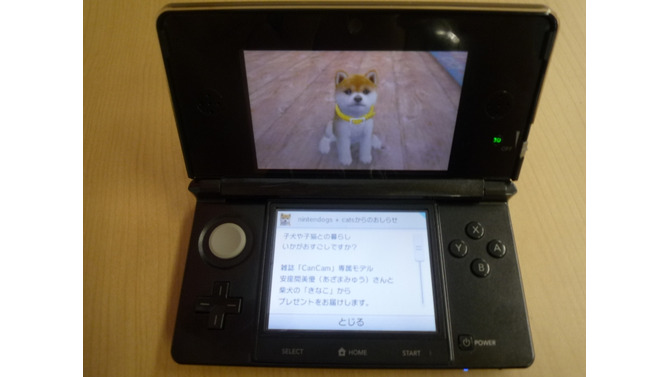 『nintendogs + cats』安座間美優さんの柴犬「きなこ」が配信開始