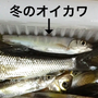 雑魚のくせして超キレイ！『あつまれ どうぶつの森』で釣れるオイカワってどんな魚？【平坂寛の『あつ森』博物誌】