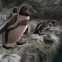 動物園に活気を取り戻す『アニマルリゾート（仮）』がニンテンドー3DS体験会で