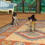 nintendogs + cats