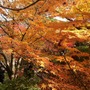 【日々気まぐレポ】第6回 ニンテンドー3DSカメラで立体紅葉写真 in 京都