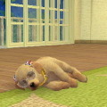 nintendogs + cats