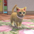 nintendogs + cats