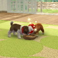 nintendogs + cats