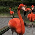 アニマルリゾート 動物園をつくろう!!