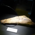 トリケラトプスの角の化石