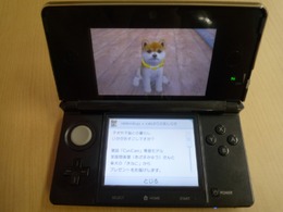 『nintendogs + cats』安座間美優さんの柴犬「きなこ」が配信開始