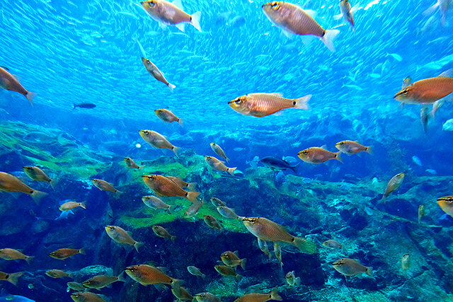 九十九島パールシーリゾートの水族館「海きらら」