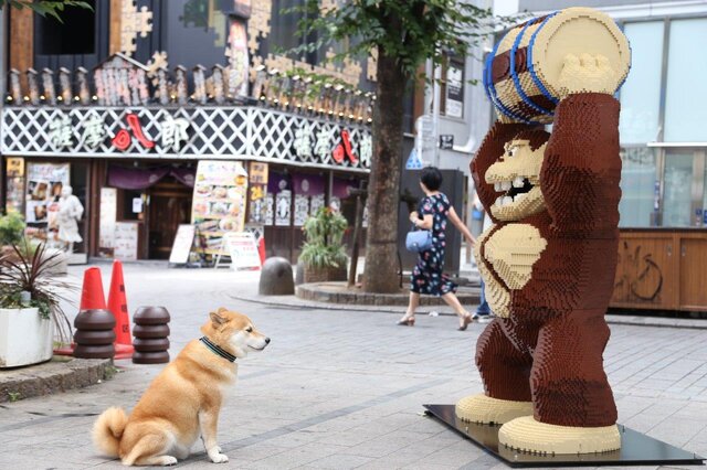 そしてドンキーコングにご挨拶