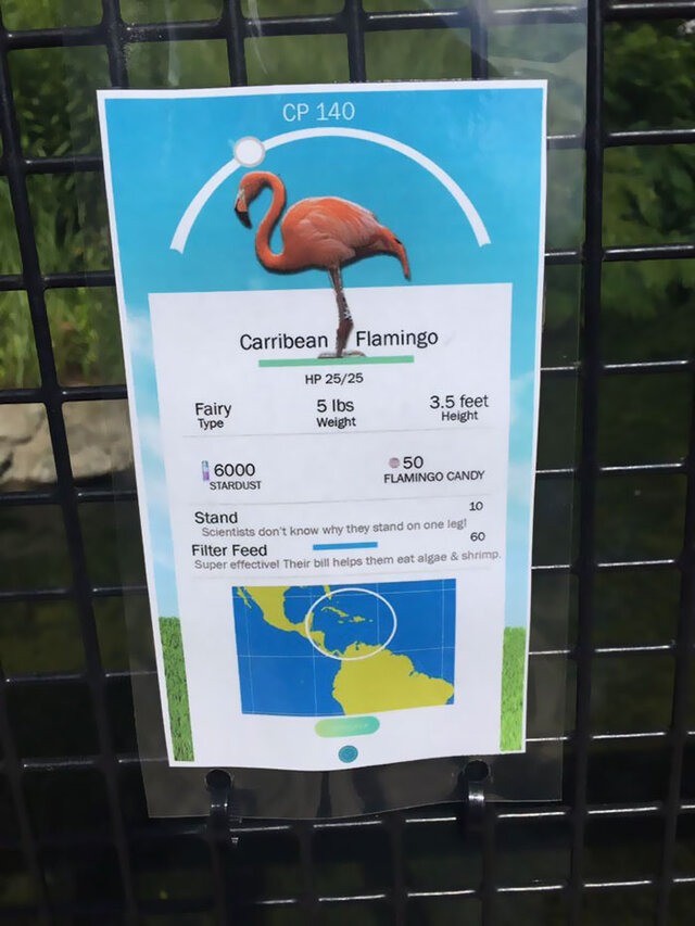 米動物園、『ポケモンGO』風のユニークな説明看板を作成…フラミンゴはCP140