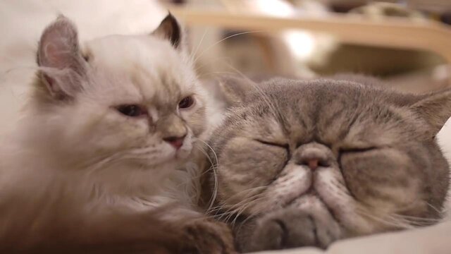なぜか猫動画が『SAO -ホロウ・リアリゼーション-』公式サイトで公開―この試みは異例ニャ…