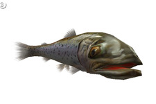 北の巨大魚「北海道イトウ」を釣り上げろ！『釣りパラダイス！』 画像