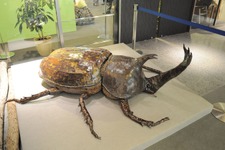【レポート】【レポート】新作『新甲虫王者ムシキング』PRイベント…夏はスカイツリーで「大昆虫展」 画像