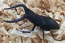 日本一ソフトウェア、クワガタ観察生放送配信！昆虫界最強のハサミ使いを24時間観察 画像