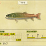 幻の魚はペリー提督の魚?『あつまれ どうぶつの森』で釣れる大魚「イトウ」とは【平坂寛の『あつ森』博物誌】