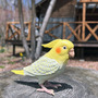 伝説の“天才インコちゃん”が、もっと賢くなって帰ってきた！2,300通り以上の日常会話や脳トレをひっさげ、6月15日（インコの日）に発売