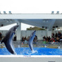 九十九島パールシーリゾートの「イルカのプログラム」も人気。ずぶ濡れにならないように注意