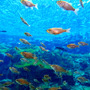 九十九島パールシーリゾートの水族館「海きらら」