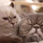 なぜか猫動画が『SAO -ホロウ・リアリゼーション-』公式サイトで公開―この試みは異例ニャ…