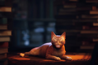 今週発売の新作ゲーム『Stray』『ライブアライブ』『Bright Memory: Infinite』『信長の野望・新生』他 画像