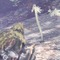 『モンハン：ワールド』マイハウスで眺めたい環境生物・第2弾―陸珊瑚＆瘴気の谷から5種をピックアップ 画像