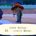 もういらない、なんて言わないで！『あつまれ どうぶつの森』で釣れまくる魚「スズキ」のイイところ【平坂寛の『あつ森』博物誌】