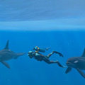 登場する生き物は500種類以上！『フォーエバーブルー ルミナス』公式サイトが公開―最大30人でのダイビングも