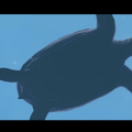 画面いっぱいに広がるのは…巨大なジンベエザメ！『フォーエバーブルー ルミナス』紹介映像&CMが公開―ダイバーに寄り添う海の生物にも注目