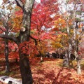 【日々気まぐレポ】第6回 ニンテンドー3DSカメラで立体紅葉写真 in 京都