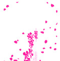 アナログゲーム『新幕 桜降る代に決闘を』5月5日・6日に先行販売！ デジタル版も『新幕』のシステムに準拠