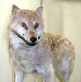 ニホンオオカミ／画像提供：一般社団法人日本オオカミ協会