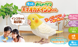 伝説の“天才インコちゃん”が、もっと賢くなって帰ってきた！2,300通り以上の日常会話や脳トレをひっさげ、6月15日（インコの日）に発売