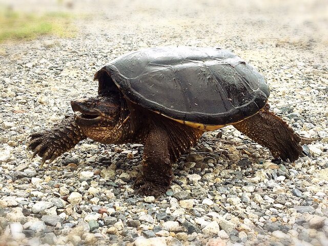 あつまれ どうぶつの森 意外とおいしい カミツキガメ ってどんな生き物 平坂寛の あつ森 博物誌 インサイド あつまれ どうぶつの森 意外とおいしい カミツキガメ ってどんな生き物 平坂寛の あつ森 博物誌 インサイド