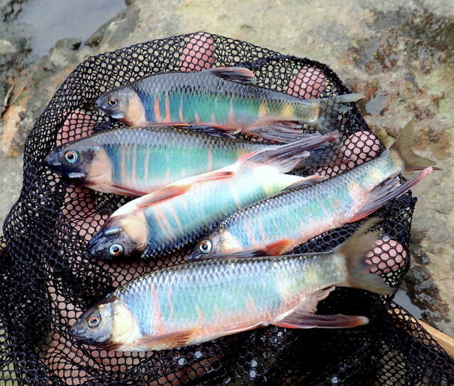 雑魚のくせして超キレイ あつまれ どうぶつの森 で釣れるオイカワってどんな魚 平坂寛の あつ森 博物誌 インサイド