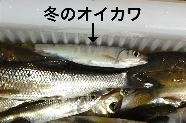 雑魚のくせして超キレイ！『あつまれ どうぶつの森』で釣れるオイカワってどんな魚？【平坂寛の『あつ森』博物誌】