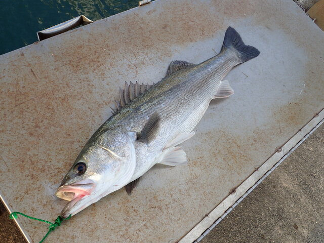 もういらない なんて言わないで あつまれ どうぶつの森 で釣れまくる魚 スズキ のイイところ 平坂寛の あつ森 博物誌 インサイド