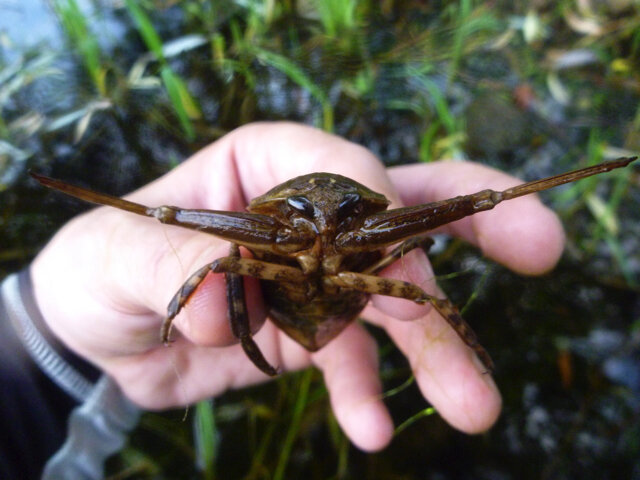 タガメ どうぶつ の 森 【あつ森】タガメの値段と出現条件・捕まえ方｜無限島でお金稼ぎ【あつまれどうぶつの森】