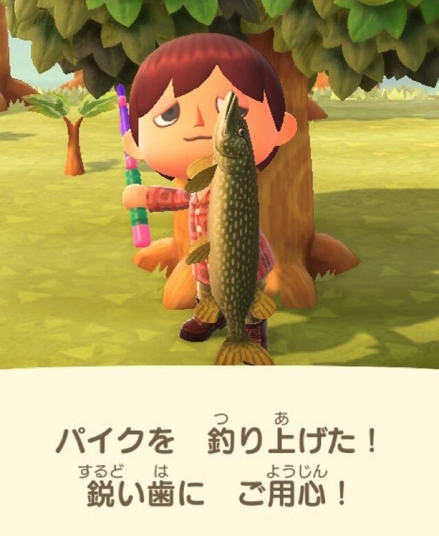 冷たい川のぬし！『あつまれ どうぶつの森』で釣れる「パイク」ってどんな魚？【平坂寛の『あつ森』博物誌】