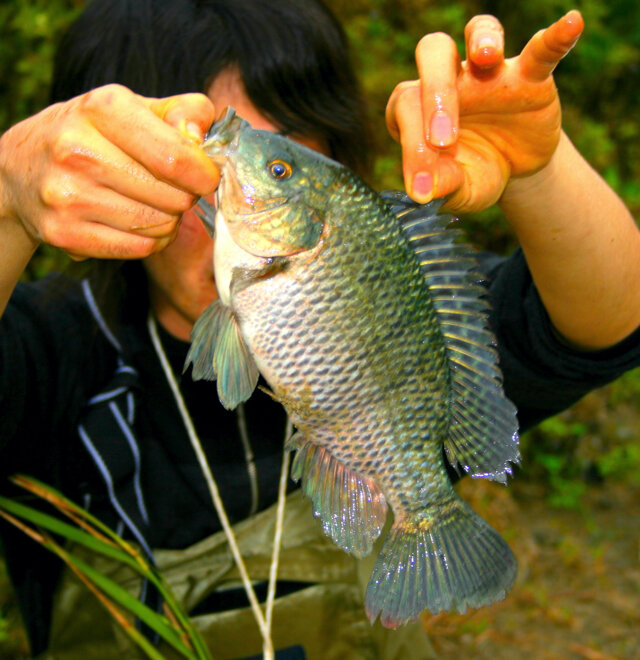 とにかくタフ あつまれ どうぶつの森 で釣れる ティラピア は最強の淡水魚 平坂寛の あつ森 博物誌 インサイド