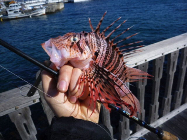 綺麗な魚には毒がある！『あつまれ どうぶつの森』で釣れる「ミノカサゴ」ってこんな魚【平坂寛の『あつ森』博物誌】