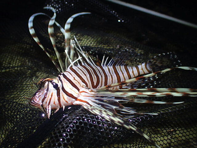綺麗な魚には毒がある あつまれ どうぶつの森 で釣れる ミノカサゴ ってこんな魚 平坂寛の あつ森 博物誌 インサイド
