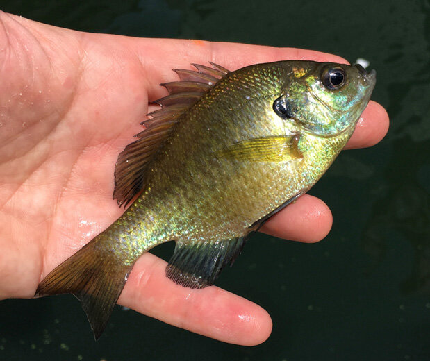 食べるとおいしい？『あつまれ どうぶつの森』で釣れる「ブルーギル」ってどんな魚？【平坂寛の『あつ森』博物誌】