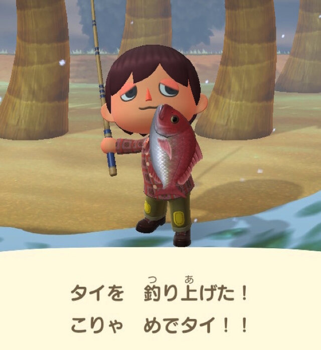 ニセモノに注意？『あつまれ どうぶつの森』で釣れるタイってどんな魚？【平坂寛の『あつ森』博物誌】