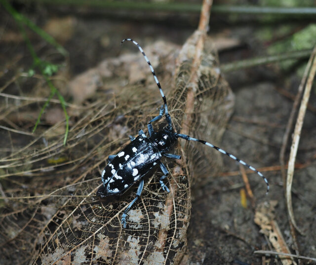 害虫だけどおいしい あつまれ どうぶつの森 に登場する ゴマダラカミキリ ってどんな虫 平坂寛の あつ森 博物誌 インサイド