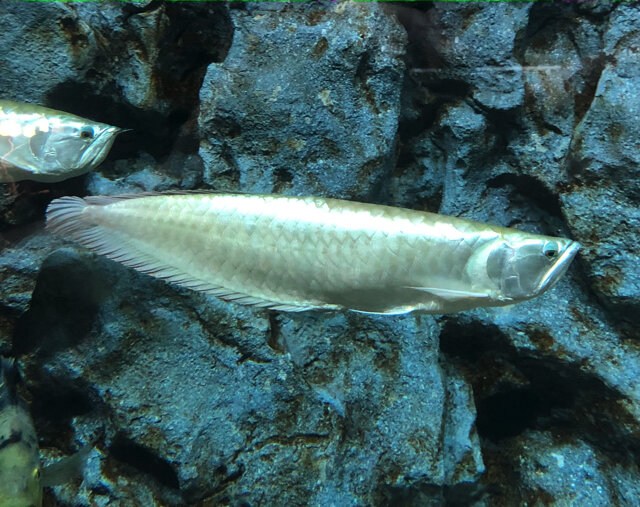 鑑賞魚の頂点 あつまれ どうぶつの森 で釣れる アロワナ の正体とは 平坂寛の あつ森 博物誌 インサイド 鑑賞魚の頂点 あつまれ どうぶつの森 で釣れる アロワナ の正体とは 平坂寛の あつ森 博物誌 インサイド