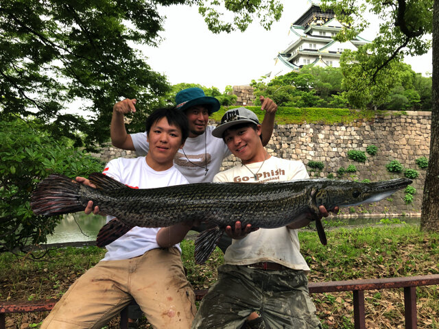 日本にも生息！？『あつまれ どうぶつの森』で釣れる「ガー」ってどんな魚？【平坂寛の『あつ森』博物誌】