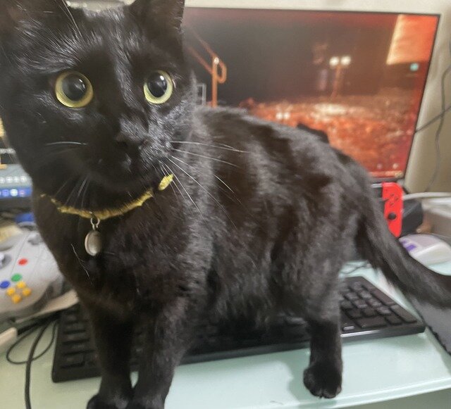 ネコオープンワールド『Little Kitty, Big City』の“ネコ具合”はいかほど？ ネコ好きライターがチェック！【特集】