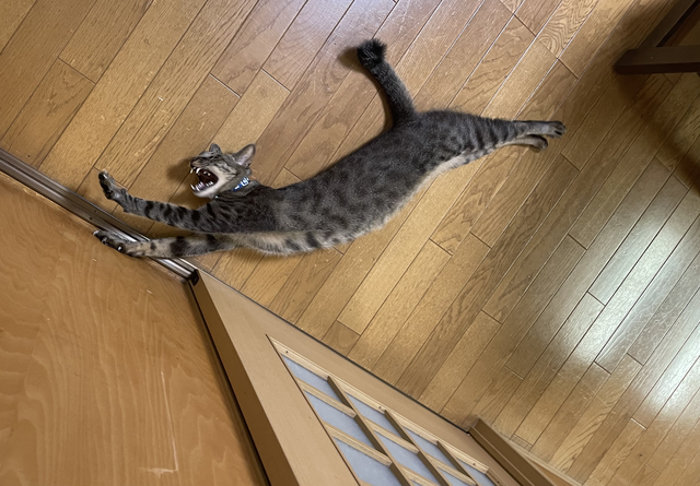 ネコオープンワールド『Little Kitty, Big City』の“ネコ具合”はいかほど？ ネコ好きライターがチェック！【特集】