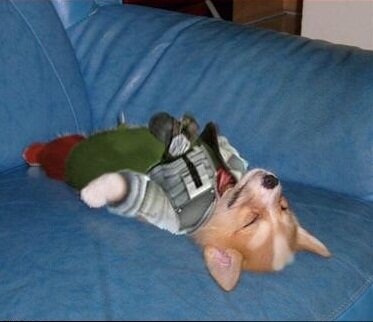 犬もハロウィンにはオシャレを 海外ゲームファンの作ったコスプレ集 1枚目の写真 画像 インサイド