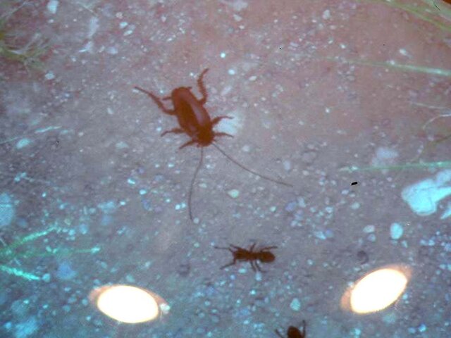 バーチャルリアリティコンテストが岐阜県各務原市テクノプラザで開催〜優勝は腕をアリがはい回るあの作品に！